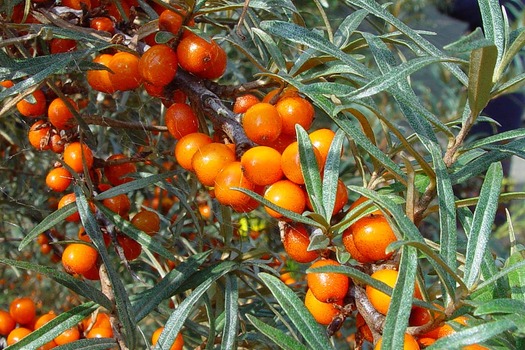 Hippophae rhamnoides