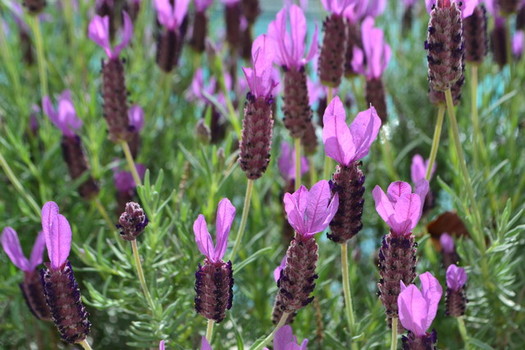 Lavandula stoechas