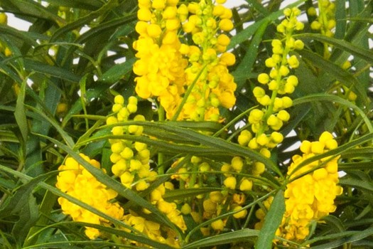 Mahonia eurybracteata 'Soft Caress'