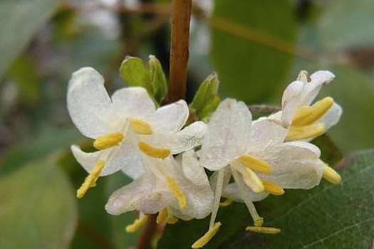 Lonicera fragrantissima