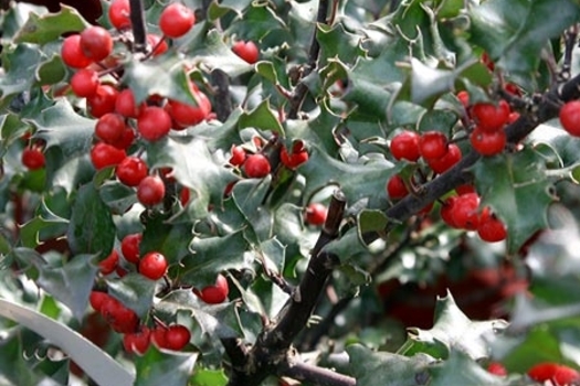 Ilex meserveae 'Blue Angel'