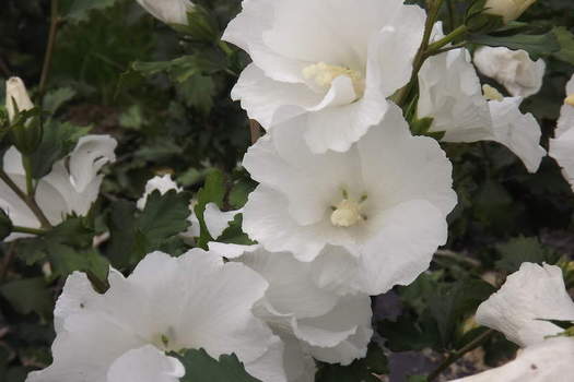 Hibiscus syriacus 'Éléonore'