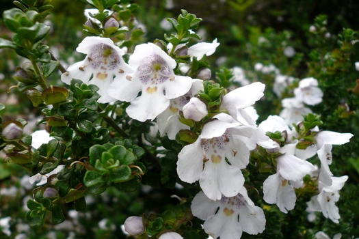 Prostanthera cuneata