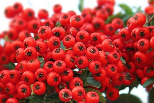 Pyracantha coccinea 'Red Column'