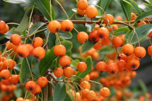 Pyracantha 'Orange Glow'