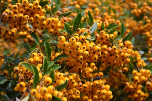 Pyracantha 'Soleil d'Or'