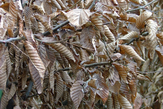 Carpinus betulus