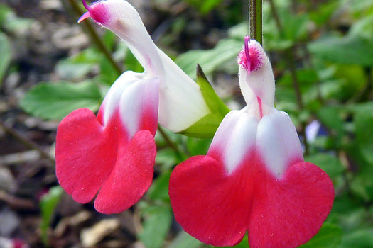 Salvia microphylla 'Hot Lips'