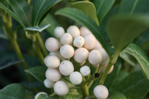 Skimmia japonica 'Snow White'