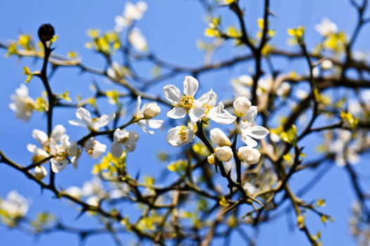 Poncirus trifoliata