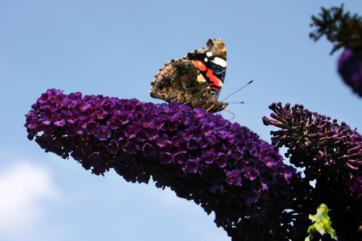 Buddleja davidii 'Black Knight'