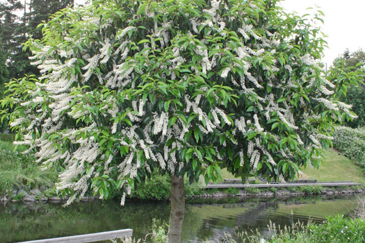 Prunus lusitanica 'Angustifolia'