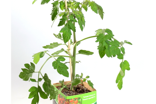 Solanum lycopersicum ´Pick-a-Tom´