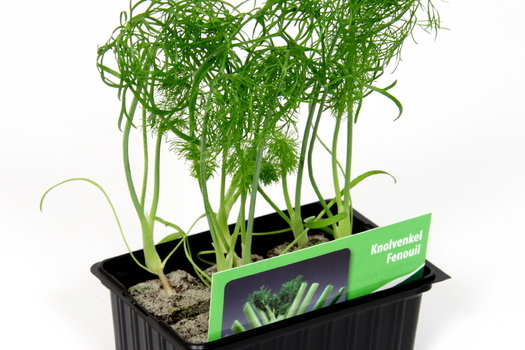 Foeniculum vulgare