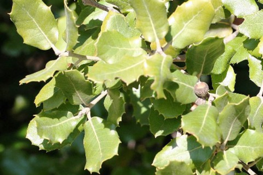 Quercus ilex