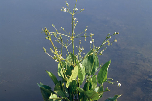 Alisma plantago-aquatica