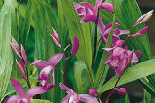 Bletilla striata