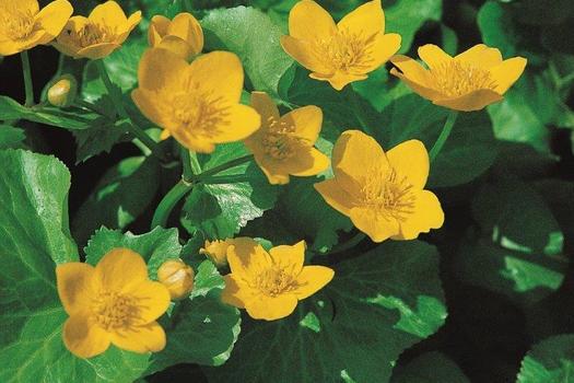 Caltha palustris