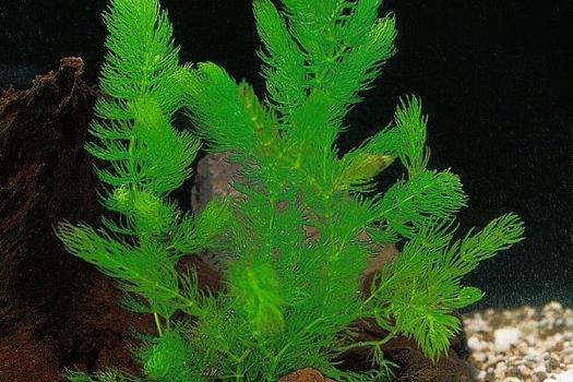 Ceratophyllum demersum