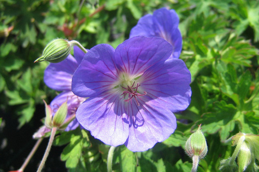 Geranium 'Gerwat'