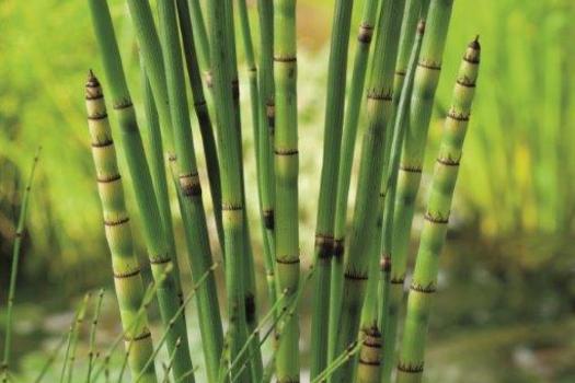 Equisetum 'Japonicum'