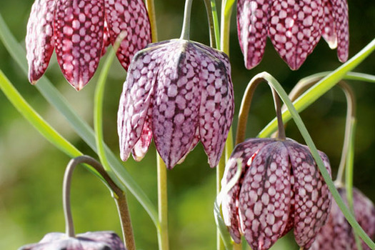 Fritillaria meleagris *