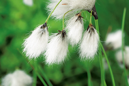 Eriophorum angustifolium