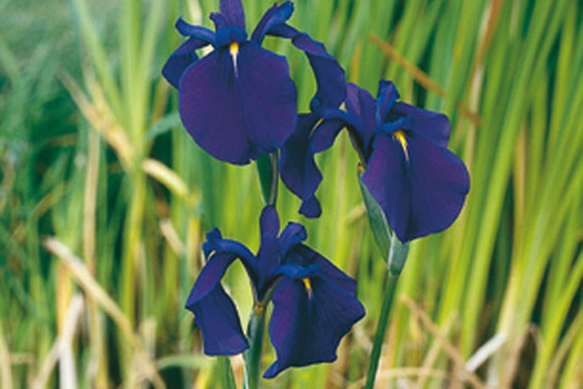 Iris ensata