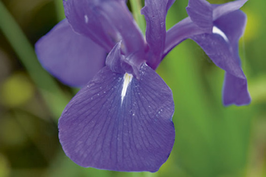 Iris laevigata