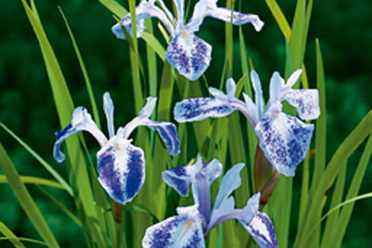 Iris laevigata 'Mottled Beauty'