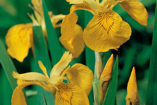 Iris pseudacorus