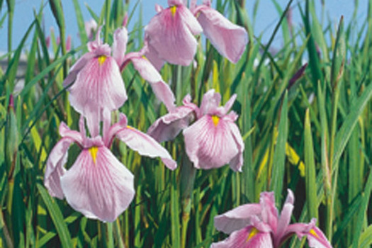 Iris laevigata 'Rose Queen'