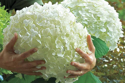 Hydrangea arborescens 'Abetwo'