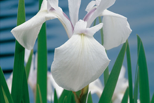 Iris sibirica 'Snow Queen'