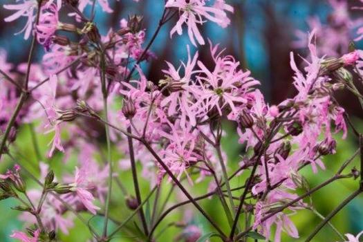 Lychnis flos-cuculi