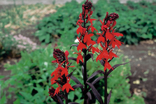 Lobelia 'Queen Victoria'