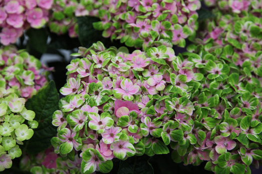 Hydrangea macrophylla 'Hokomac'