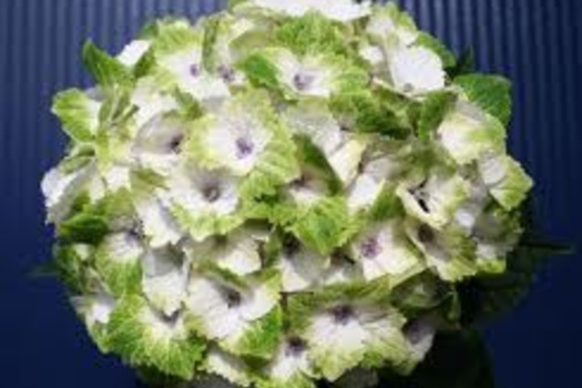 Hydrangea macrophylla 'Hokomano'