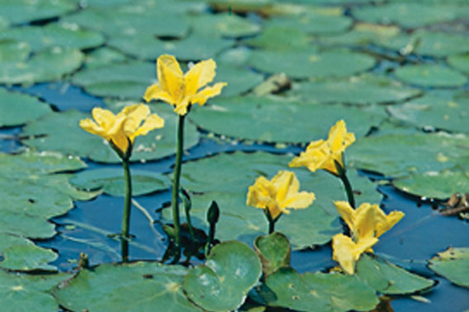 Nymphoides peltata