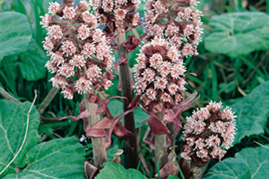 Petasites hybridus