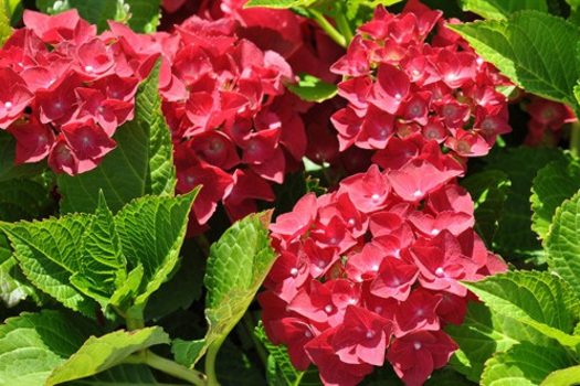 Hydrangea macrophylla 'Hot Red'