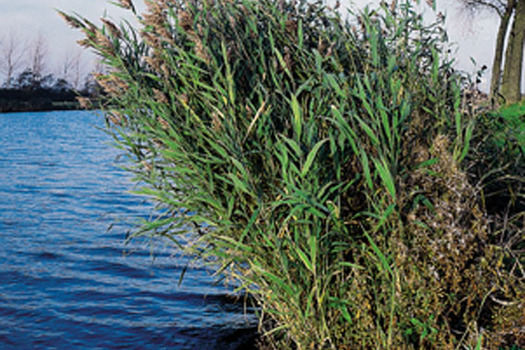 Phragmites australis