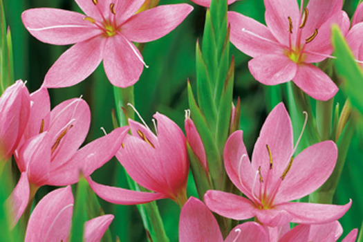 Schizostylis coccinea 'Mrs Hegarty'