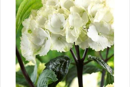 Hydrangea macrophylla 'Zebra'