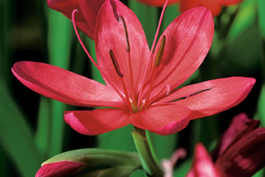 Schizostylis coccinea