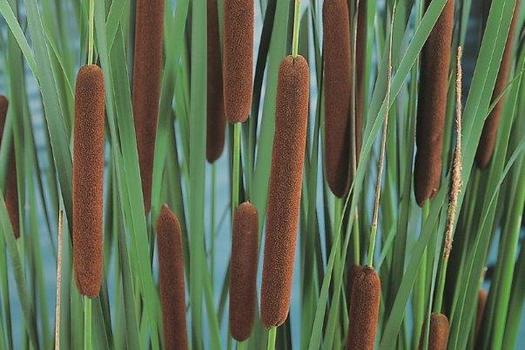 Typha angustifolia