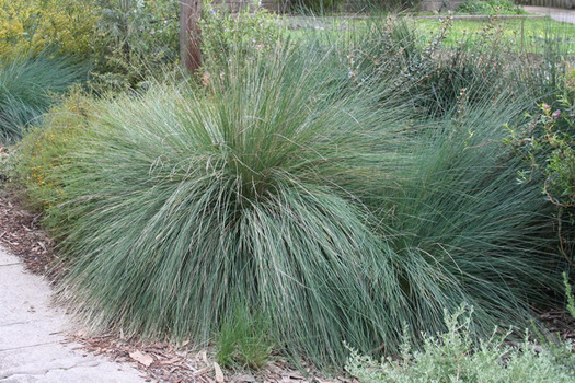 Poa labillardieri