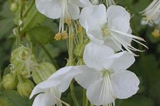 Geranium macrorrhizum 'White Ness