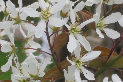 Amelanchier lamarckii