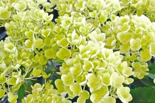 Hydrangea paniculata 'Bombshell'